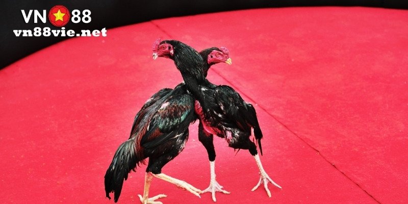 Đăng nhập đá gà qua ứng dụng di động giúp tiện lợi mọi lúc mọi nơi